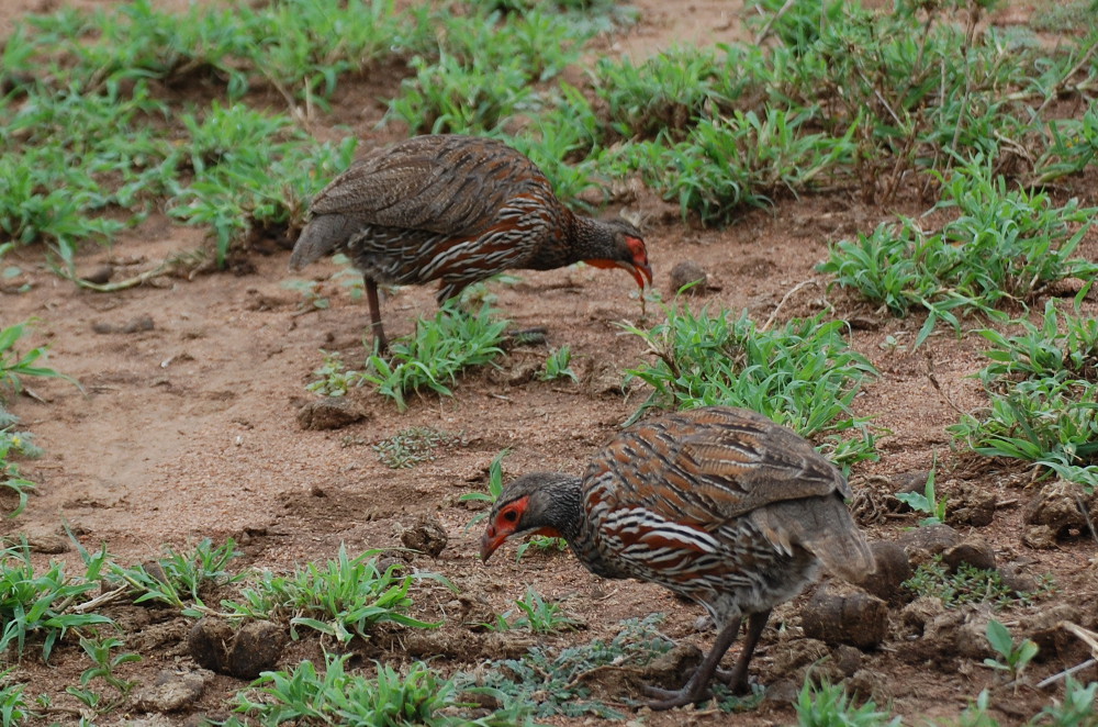 Tanzania - Francolini pettogrigio (Pternistis rufopictus)